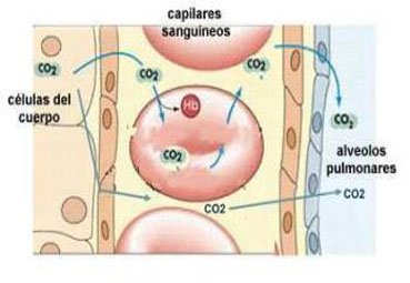 intercambio CO2